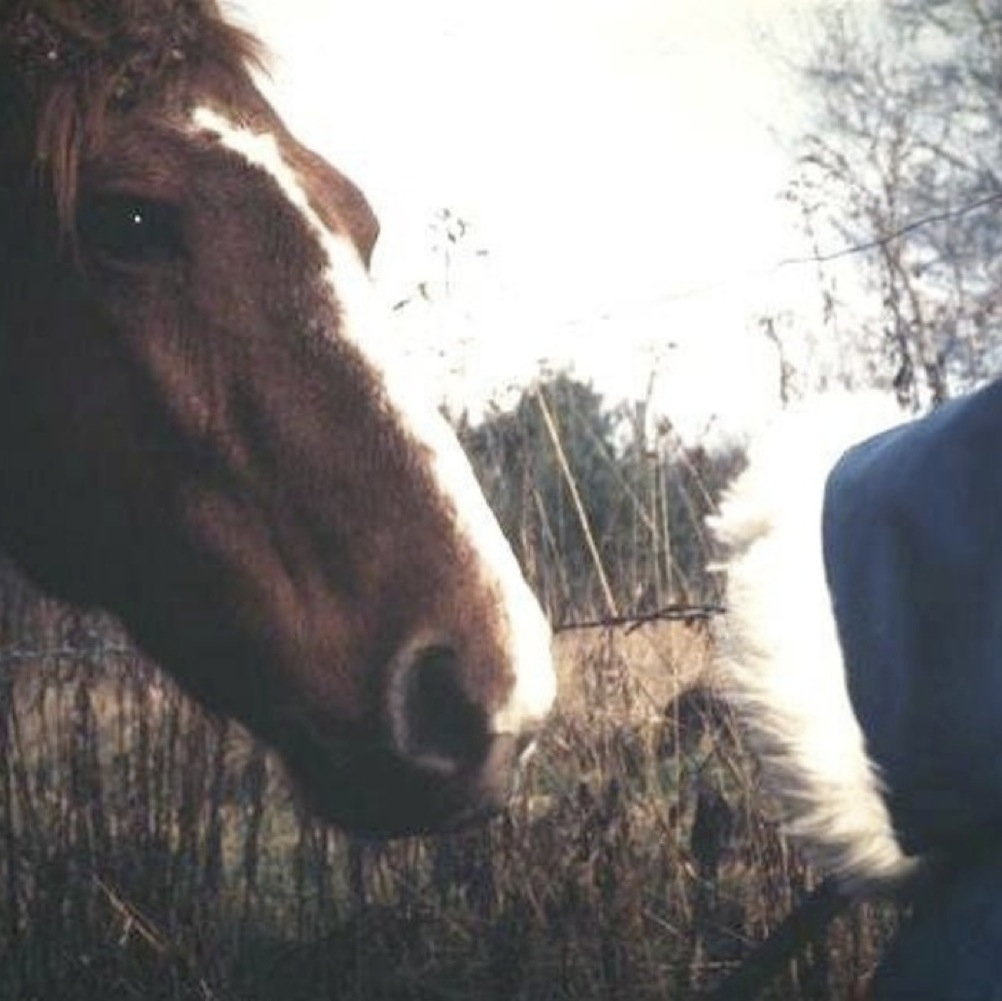 Hawk Horses – FALL (avant-folk)