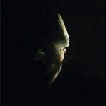 The Executioner's Lover