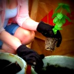 Dandelion Exclusives